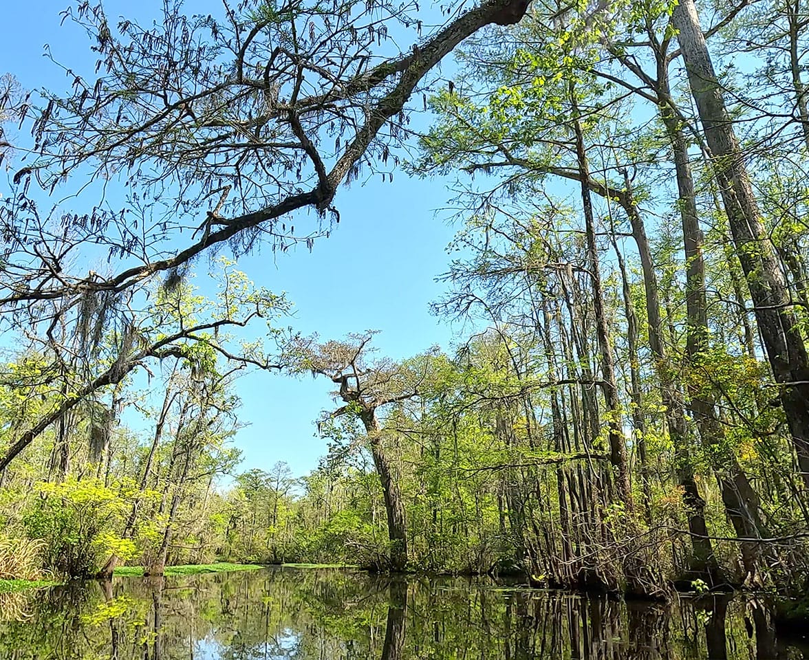 Black River Kayaking