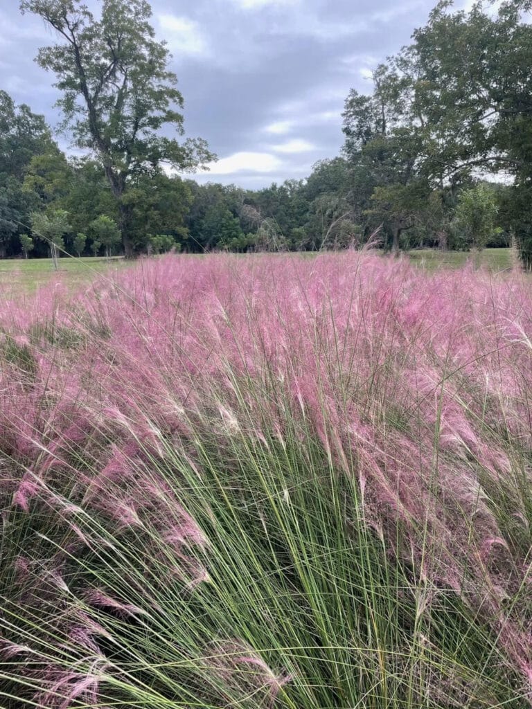 Blooming Spartina at Boone Hall Plantation.