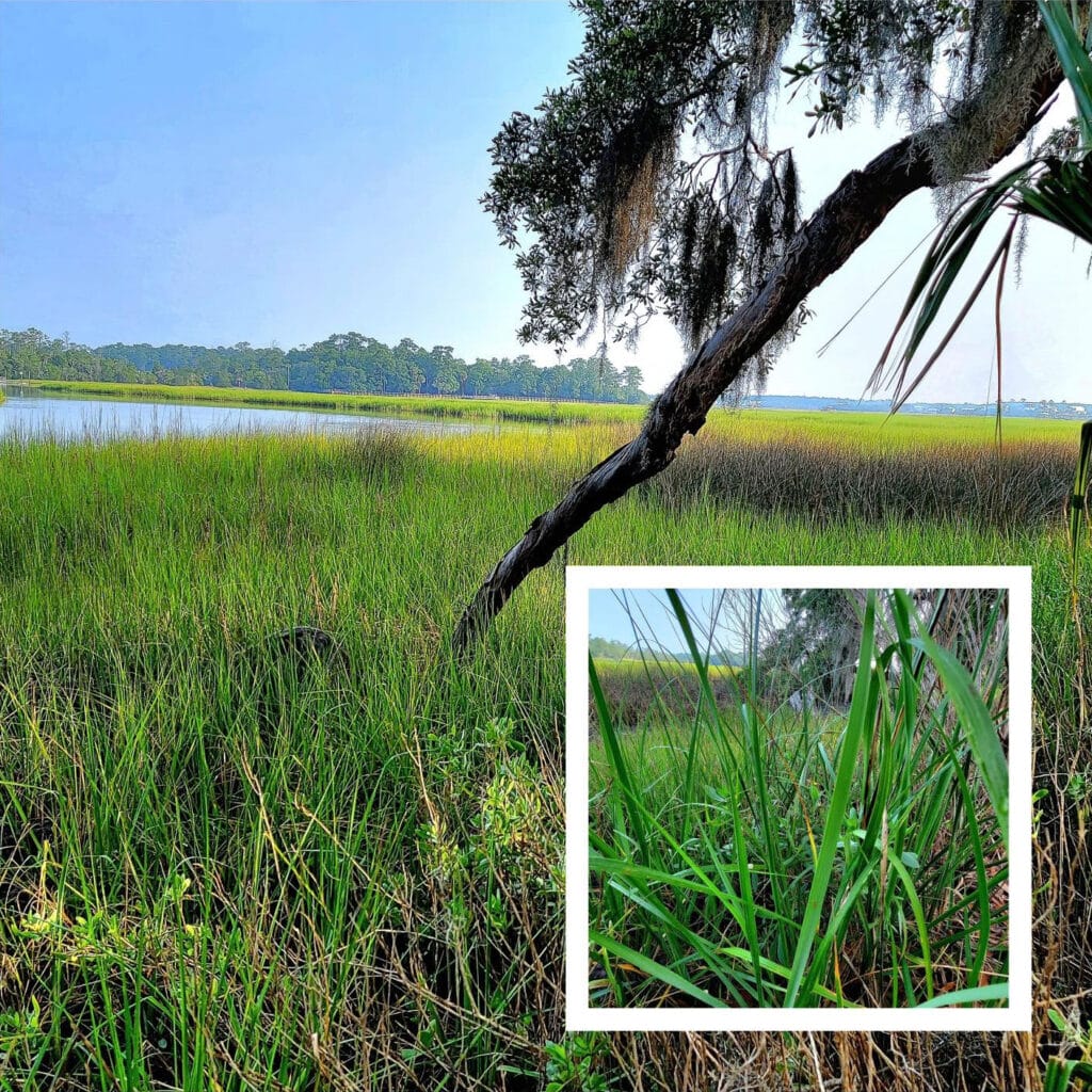 Spartina at Boone Hall Plantation.
