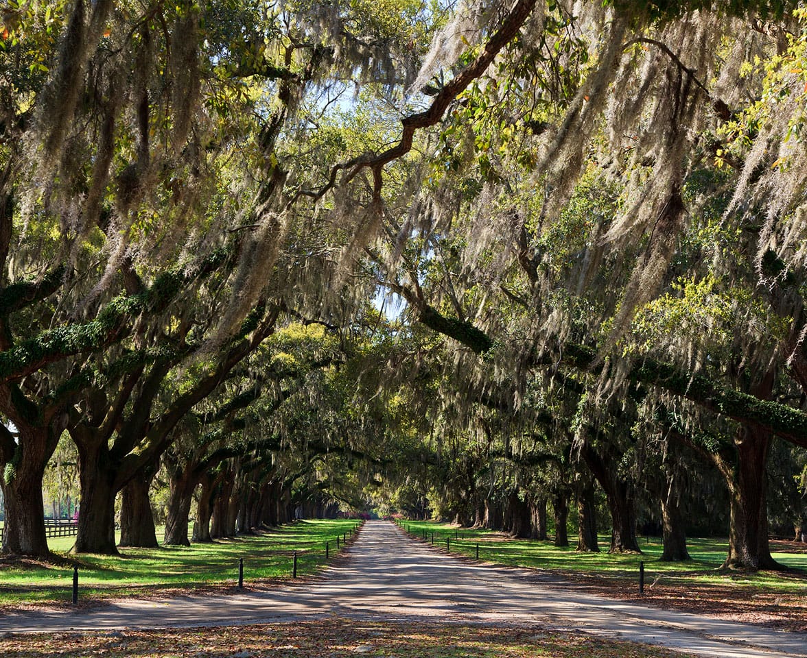 Environmental Stewardship at Boone Hall Plantation