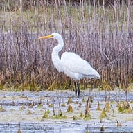 Tour of Edisto Environmental Learning Center and ACE Basin
