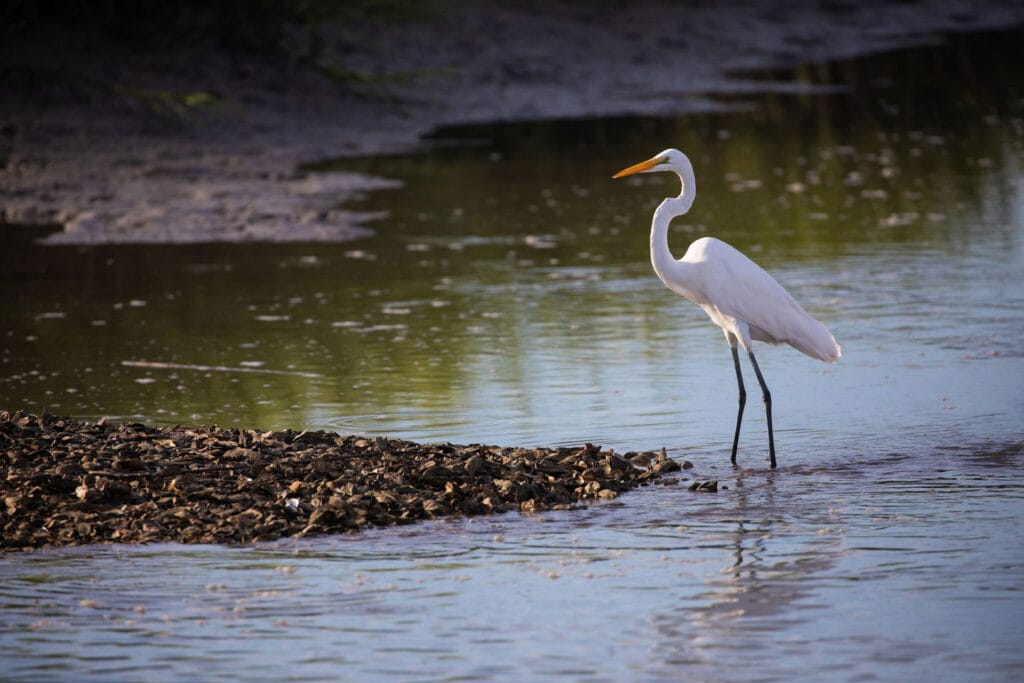 A bird on Bulls Island