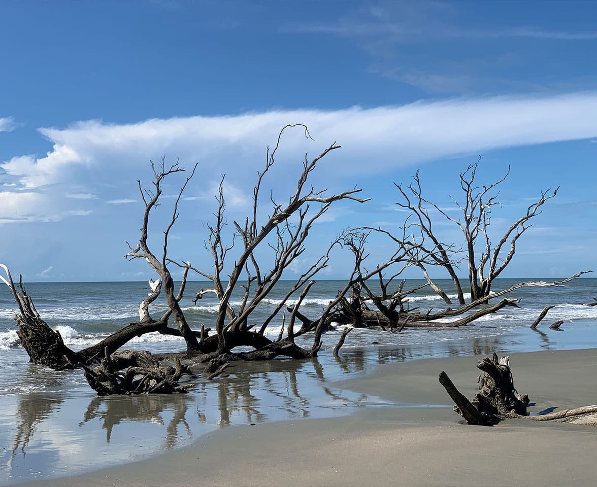 Ecologial Boat Tour of Bulls Island