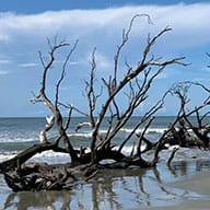 Ecologial Boat Tour of Bulls Island