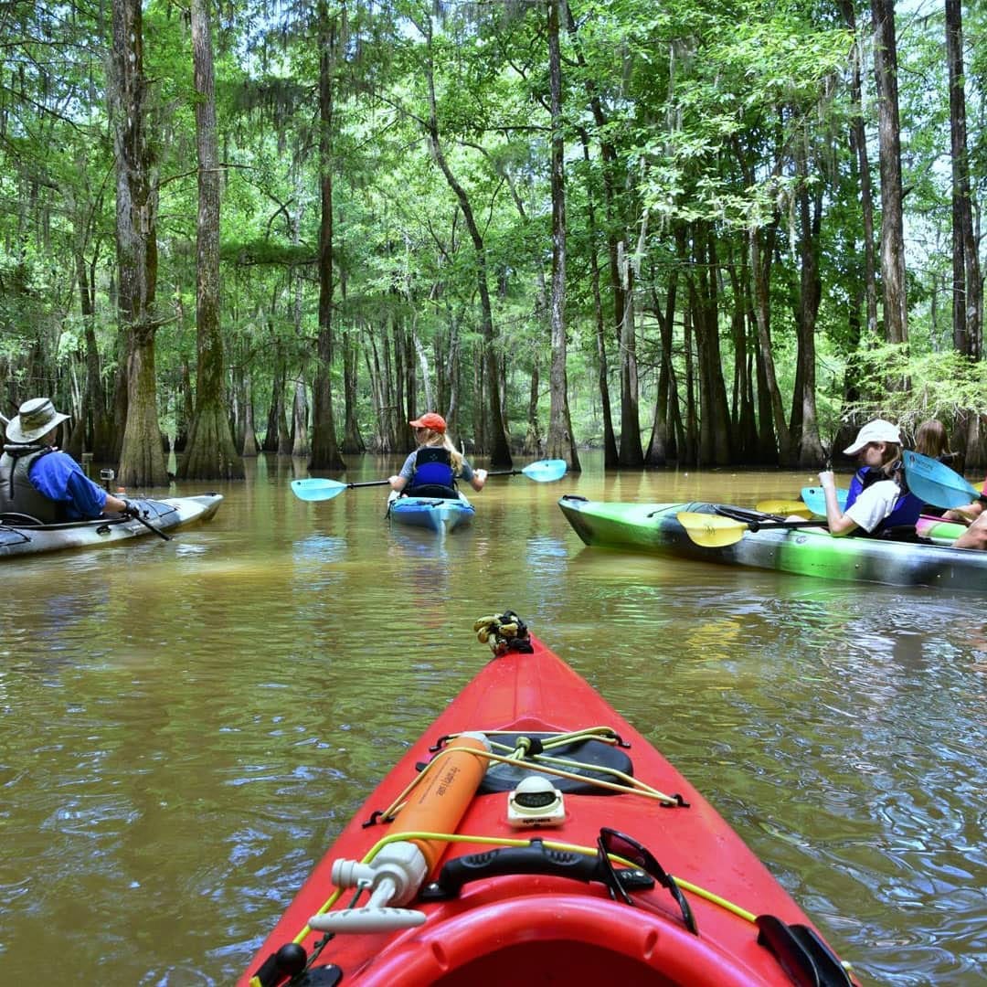 Kayaking Sparkleberry Swamp