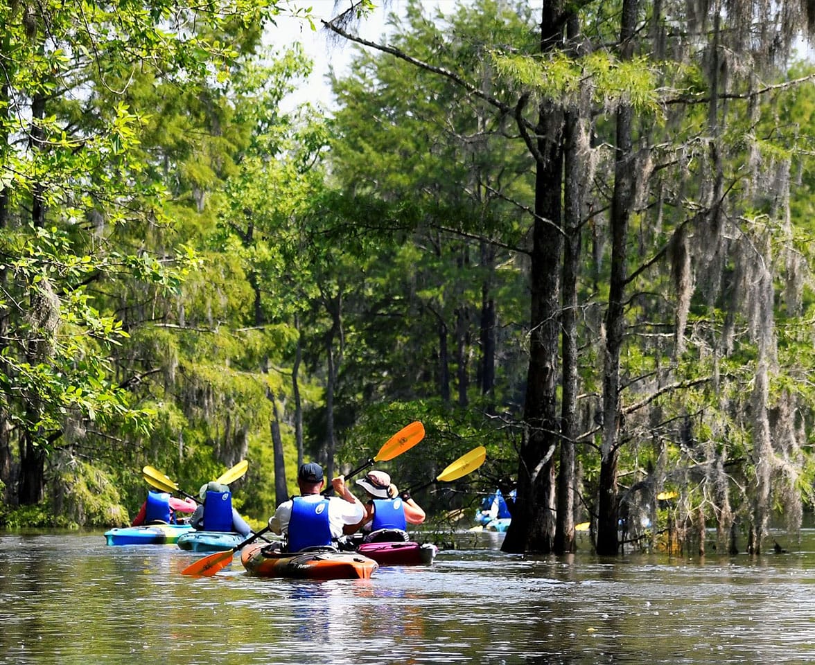 Paddle Sparkleberry Swamp