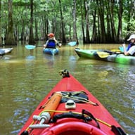 Paddle Sparkleberry Swamp
