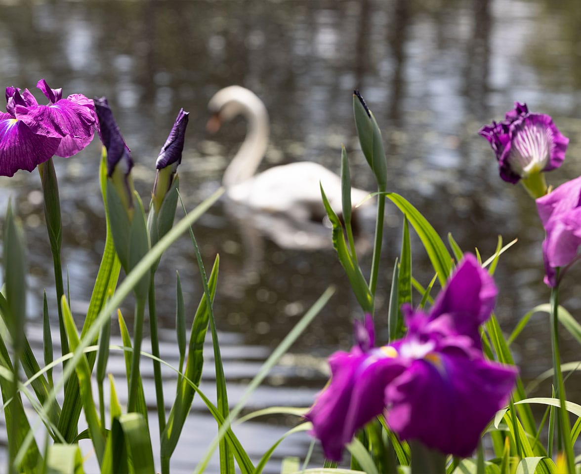Swan Lake Iris Gardens