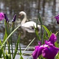 Swan Lake Iris Gardens