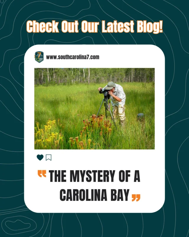 Mystery Awaits in the Palmetto State! 🌿🕵️‍♂️ 

Get ready to explore one of South Carolina’s most mysterious landscapes—Carolina Bays! These strange, elliptical depressions have baffled scientists for decades, and the bay at Woods Bay State Park is full of wonder, eerie beauty, and secrets waiting to be discovered.

Our new blog, takes you on a journey through this swampy landscape, uncovering its sand rims, unusual wildlife, and theories ranging from meteorites to ancient seas… maybe even aliens! 

Read more and get inspired to explore: https://southcarolina7.com/blog/

#SC7 #SCAdventures #SouthCarolinaMystery #CarolinaBays #ExploreSC #NatureMystery #WoodsBay #FallExploration