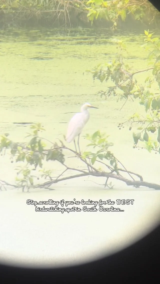 Birdwatching is one of the BEST ways to get outside in the colder months — and Cypress Wetlands in Port Royal is the perfect place to do it! 🦅🔭

With herons, egrets, anhingas, turtles, and even the occasional gator, the boardwalk loop is full of wildlife all year long. And the best part? It’s free, peaceful, and easy for all ages.

Add this hidden Lowcountry gem to your winter adventure list! 💚🐦

#SC7 #CypressWetlands #PortRoyalSC #BirdwatchingSC #WinterOutdoors #GetOutsideSC #SouthCarolinaNature #WildlifeWatching